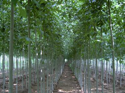 毛白楊的雌株和雄株應該如何區(qū)別？