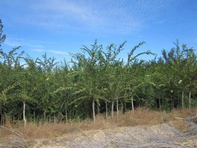 長(zhǎng)枝榆小苗去哪買(mǎi)，價(jià)格如何