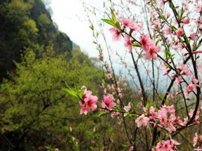 山桃什么時(shí)候開花，什么時(shí)候賞花效果好