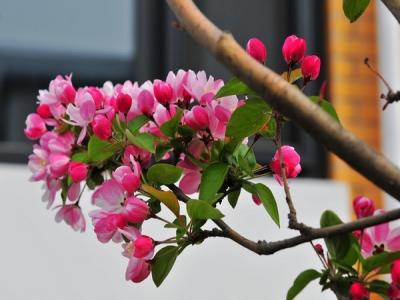 西府海棠如何繁殖，常見的繁殖方式是什么