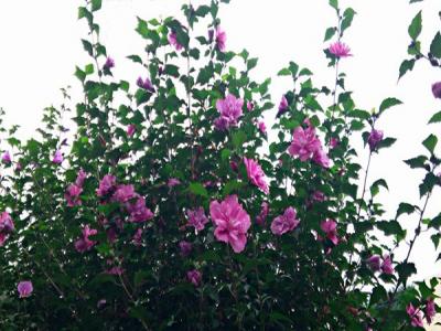 木槿花什么顏色，什么時(shí)候開