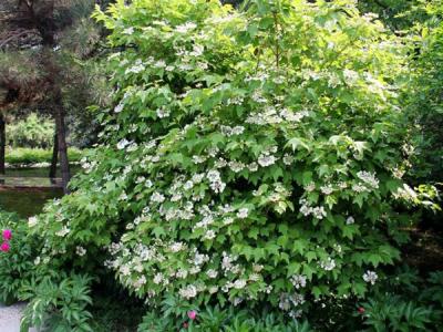 應該如何區(qū)別天目瓊花以及瓊花 ？