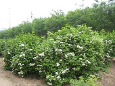 天目瓊花小苗可以去哪兒買 ？