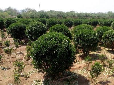大葉黃楊小苗應該去哪里購買比較好 ？