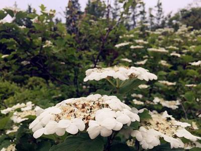 天目瓊花的美化綠化價值如何具體體現(xiàn) ？