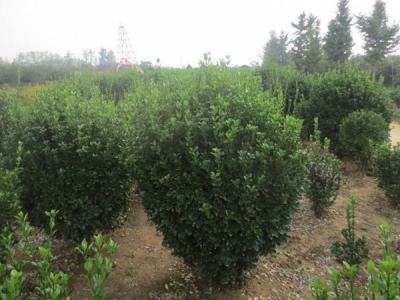大葉黃楊的風水寓意是什么 ？