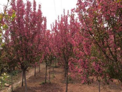 冬紅果海棠的種植需要注意些什么 ？