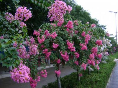 紫薇樹每年幾月份開花 ？