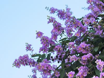 紫薇樹小苗應(yīng)該去哪里購(gòu)買，價(jià)格合理 ？