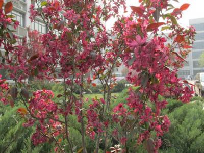 紅寶石海棠什么時候開花，什么時候結(jié)果?