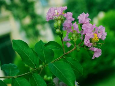 紫薇的觀賞價值如何體現(xiàn)，應(yīng)該如何搭配種植 ？