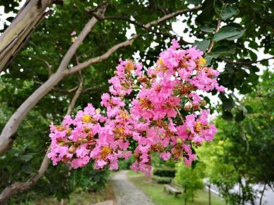 常見的紫薇全身都是寶，這些藥用價(jià)值你知道嗎 ？