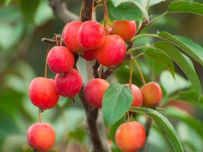 冬紅果海棠適合在南方種植還是北方種植 ？