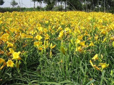 金娃娃萱草價(jià)格多少錢(qián)