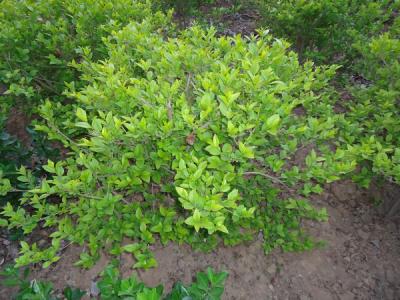 金葉女貞的園林用途都有哪些？