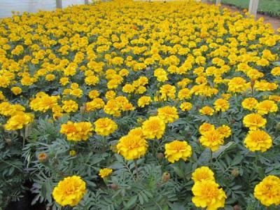 地被菊幾月份開花，效果怎么樣