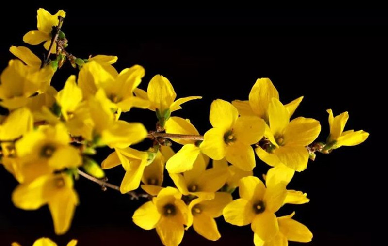 迎春花和連翹花有什么區(qū)別？