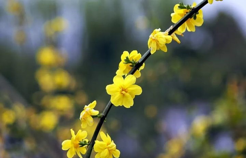 迎春花和連翹花有什么區(qū)別？