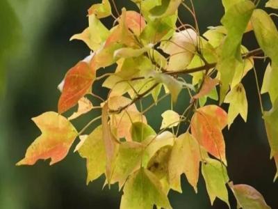 三角楓、五角楓、紅楓、羽毛楓的區(qū)別
