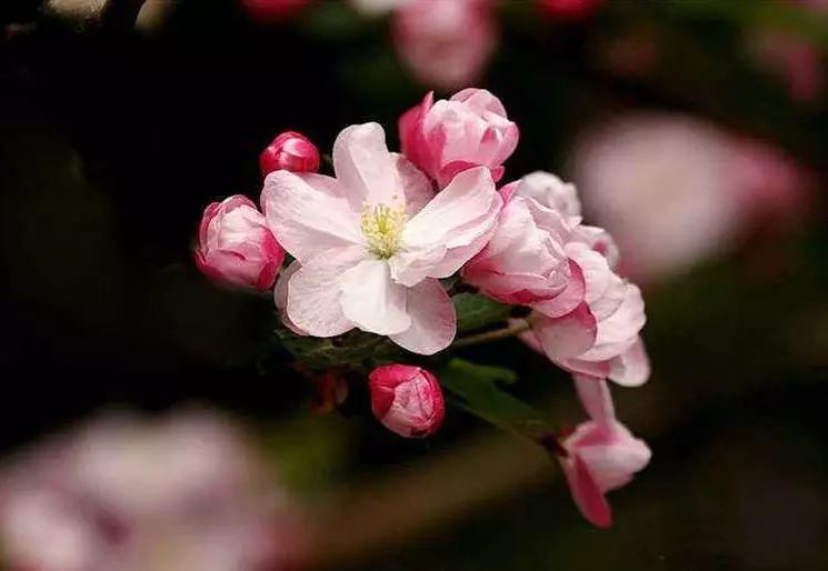 八棱海棠的果實(shí)能不能吃,八棱海棠的果實(shí)能吃嗎？