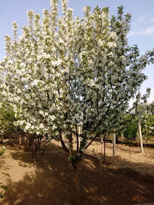 八棱海棠花期多久，幾月份開花