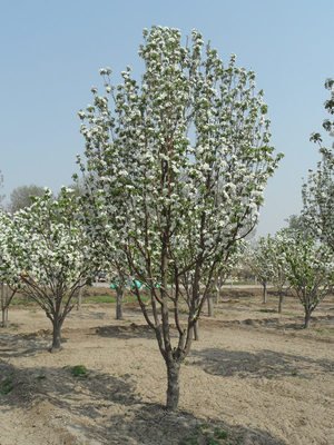 八棱海棠花期多久，幾月份開花