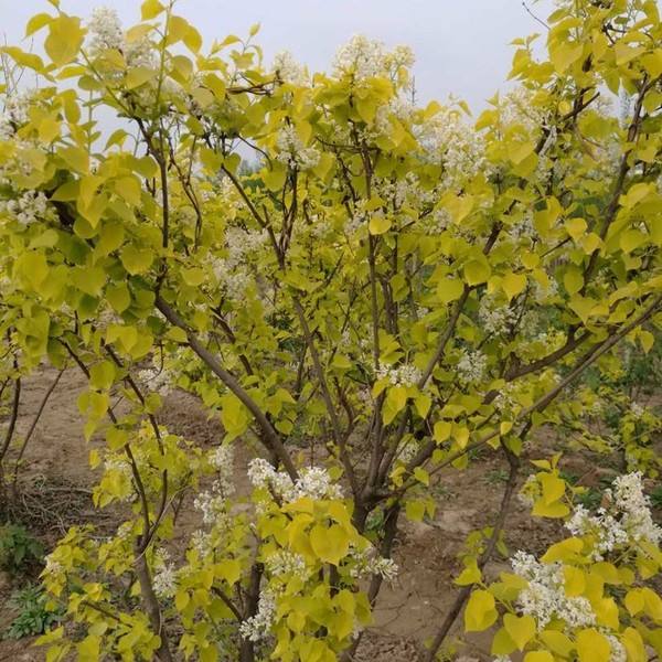 金葉丁香如何延長(zhǎng)金葉時(shí)間 金葉丁香如何延長(zhǎng)金葉時(shí)間