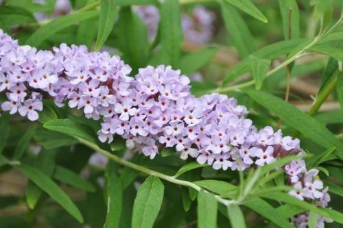 醉魚(yú)草花期是幾月，花期有多長(zhǎng)