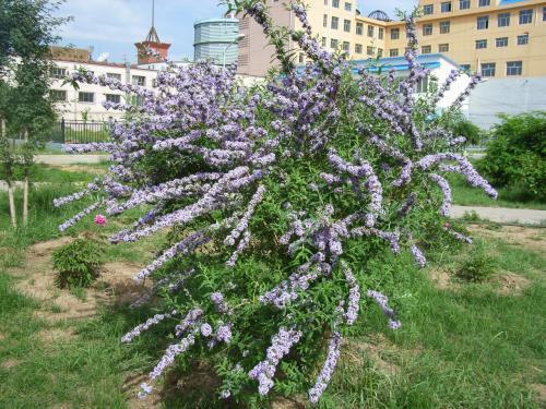 醉魚(yú)草花期是幾月，花期有多長(zhǎng)