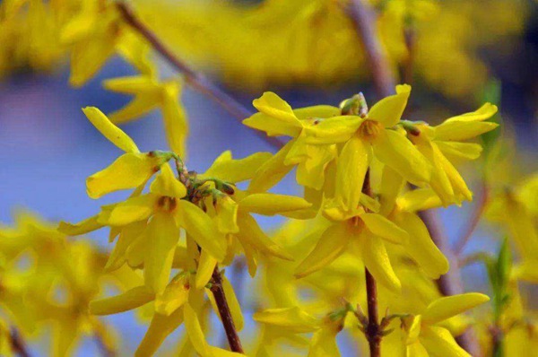 金鐘花和連翹區(qū)別(金鐘花和連翹的不同) 金鐘花和連翹區(qū)別(金鐘花和連翹的不同)