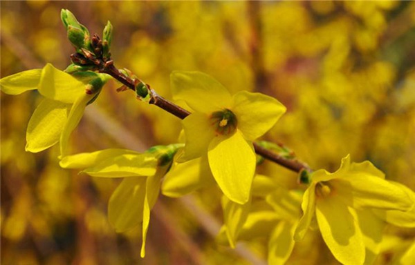 金鐘花和連翹區(qū)別(金鐘花和連翹的不同) 金鐘花和連翹區(qū)別(金鐘花和連翹的不同)