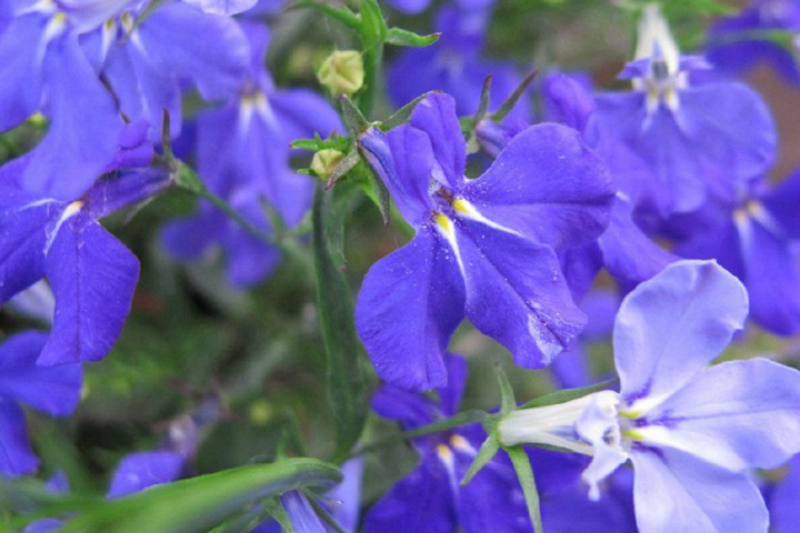 六倍利的花期是幾月份 六倍利的花期是幾月份