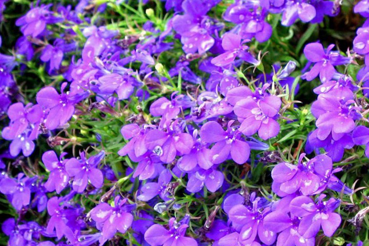 六倍利的花期是幾月份 六倍利的花期是幾月份