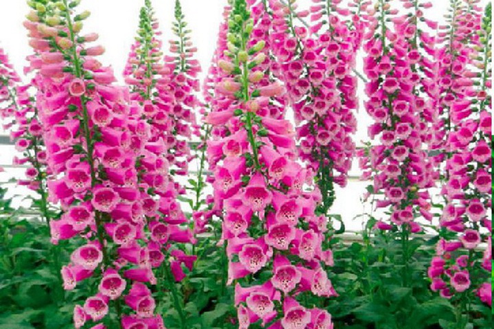 毛地黃第二年還能開嗎 毛地黃第二年還能開嗎