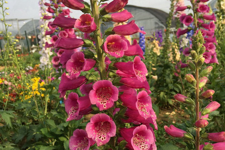 毛地黃第二年還能開嗎 毛地黃第二年還能開嗎