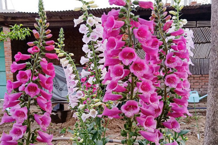 毛地黃第二年還能開嗎 毛地黃第二年還能開嗎