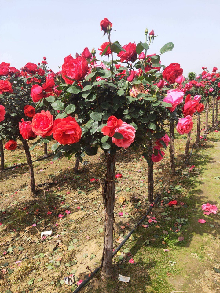 樹樁月季的樁從哪里來的 樹樁月季的樁從哪里來的