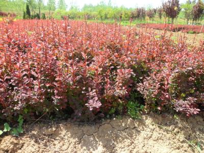 紅葉小檗種子長什么樣，紅葉小檗種子何時播種？