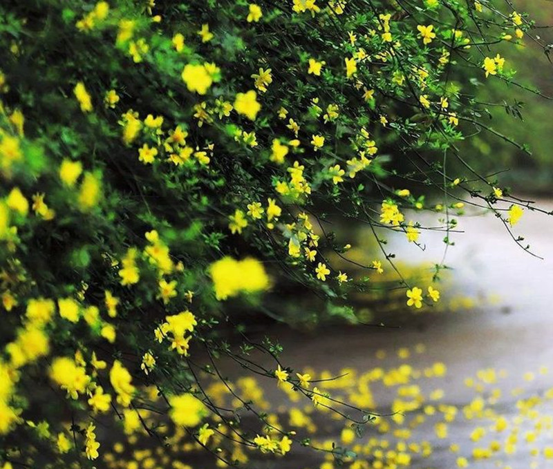 迎春花和連翹花有什么區(qū)別？