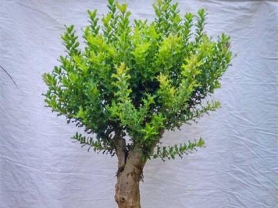 枸骨樹有幾個(gè)品種(枸骨樹的品種有哪些)