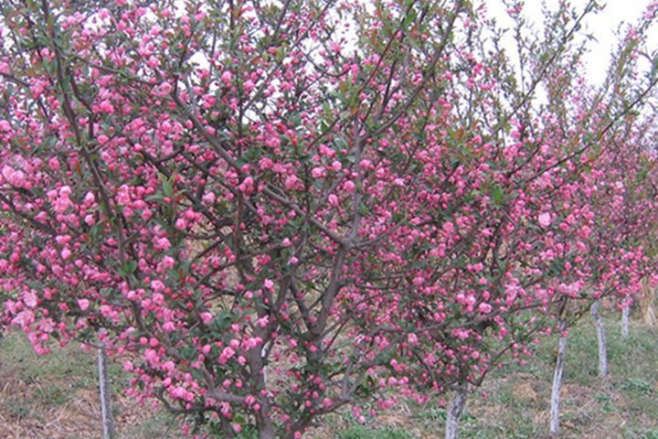 紅梅樹(shù)
