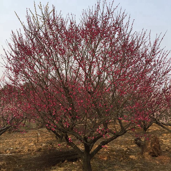 紅梅樹(shù)
