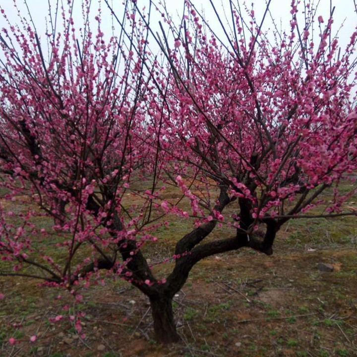 紅梅樹(shù)