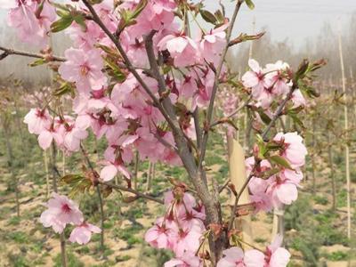 櫻花樹苗多少年才能長成大樹？