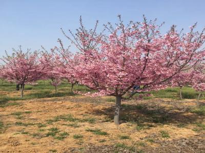 櫻花樹苗幾年才能開花？花期在什么時候？