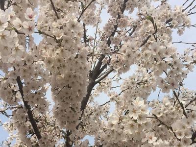 日本櫻花樹(shù)什么時(shí)候開(kāi)花？花期多久？