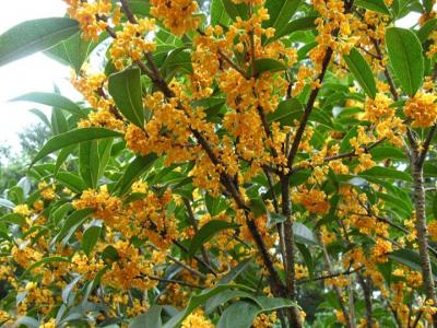 桂花樹苗批發(fā)售價多少？種植性價比如何？