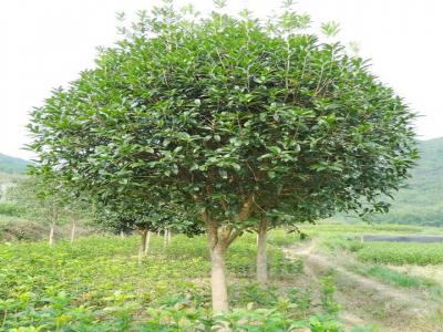 桂花樹用什么肥料最好？