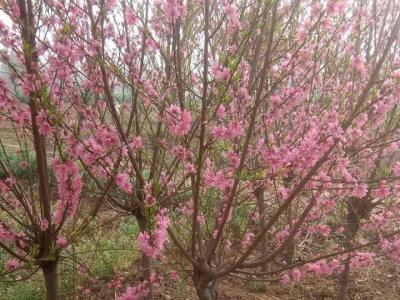 青葉碧桃開(kāi)什么花？什么時(shí)候開(kāi)花？