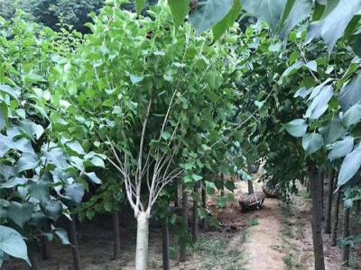 丁香樹有幾個(gè)品種，丁香樹哪個(gè)品種好